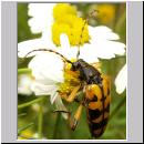 Leptura maculata - Gefleckter Schmalbock 03.jpg